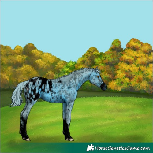 Horse Color:ERROR: UNKNOWN ANOMALY
