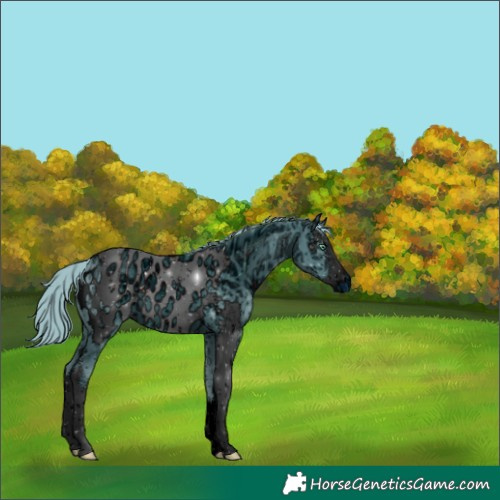 Horse Color:ERROR: UNKNOWN ANOMALY