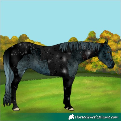 Horse Color:ERROR: UNKNOWN ANOMALY