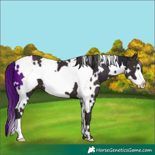 Horse Color:White Spotted Liver Chestnut Frame 