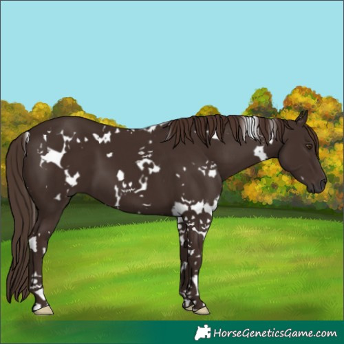 Horse Color:White Spotted Liver Chestnut 
