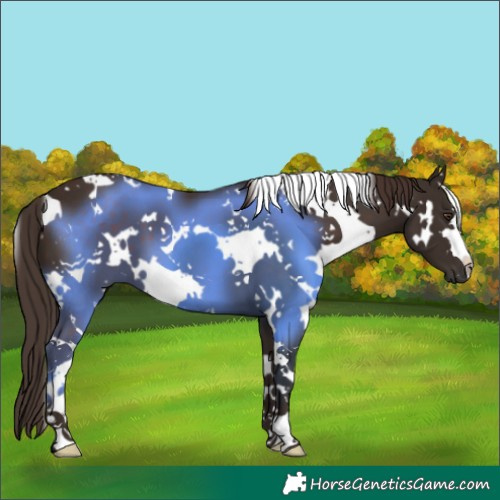 Horse Color:White Spotted Liver Chestnut 