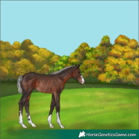Horse Color:Silver Brown Rabicano 