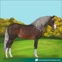 Horse Color:Silver Brown Rabicano 