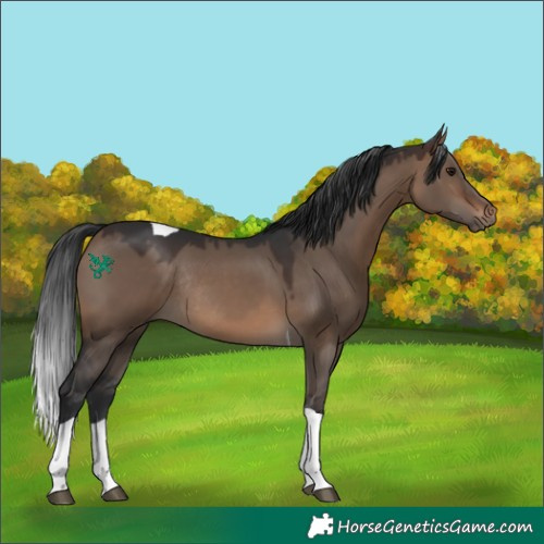 Horse Color:Brown Dun Tobiano Rabicano