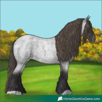 Horse Color:Smoky Blue Roan Appaloosa 
