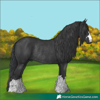 Horse Color:Black Rabicano 