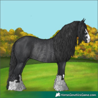 Horse Color:Black Rabicano 