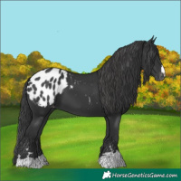 Horse Color:Black Appaloosa 