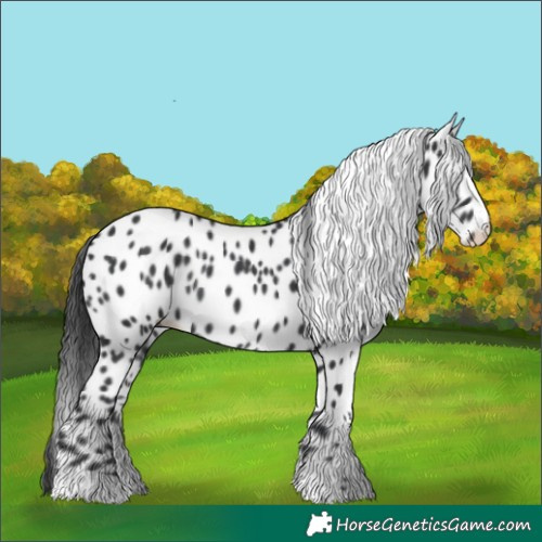 Horse Color:Black Appaloosa Rabicano