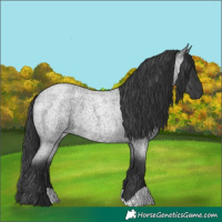 Horse Color:Blue Roan 
