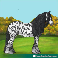 Horse Color:Black Appaloosa 