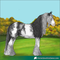Horse Color:White Spotted Black 