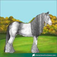 Horse Color:White Spotted Black Rabicano 