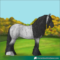 Horse Color:Blue Roan 