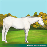 Horse Color:Palomino Roan Pearl  and Palomino Roan Pearl Splash 