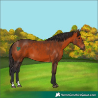 Horse Color:Bay 