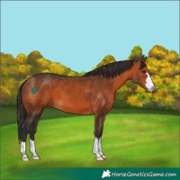 Horse Color:Bay 