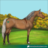 Horse Color:Gray Silver Bay Dun 