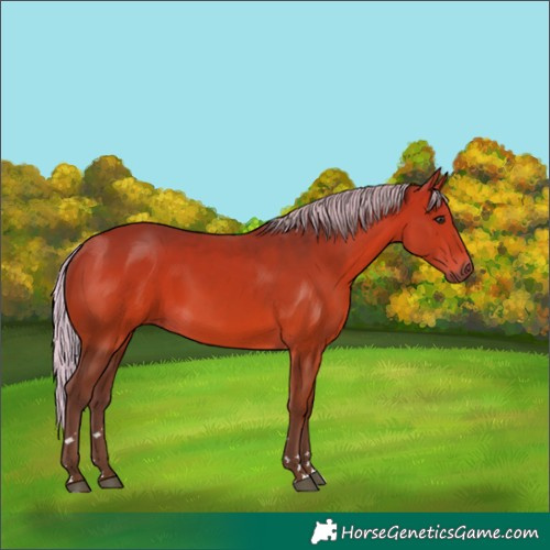 Horse Color:Silver Bay