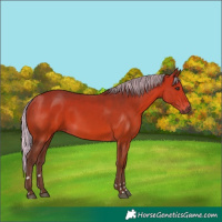 Horse Color:Silver Bay 