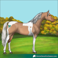 Horse Color:Silver Bay Dun Tobiano 