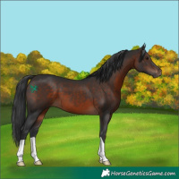 Horse Color:Brown 