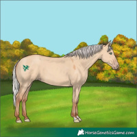 Horse Color:Silver Amber Champagne Dun 