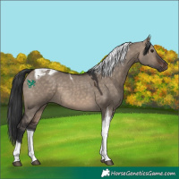 Horse Color:Brown Dun Tobiano 