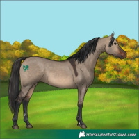 Horse Color:Brown Dun 