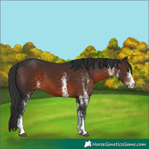 Horse Color:White Spotted Brown