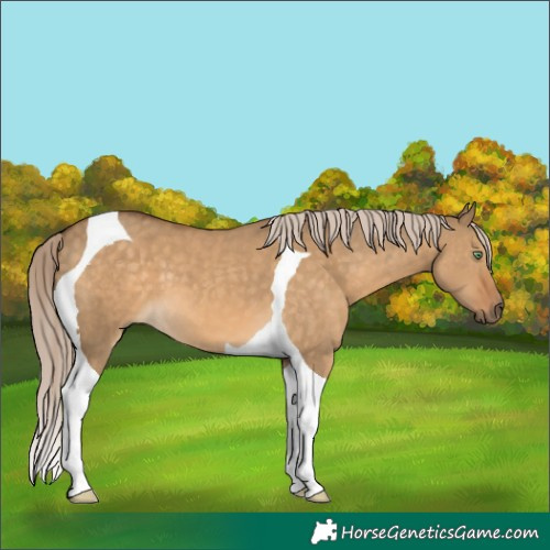 Horse Color:Chocolate Palomino Dun Tobiano
