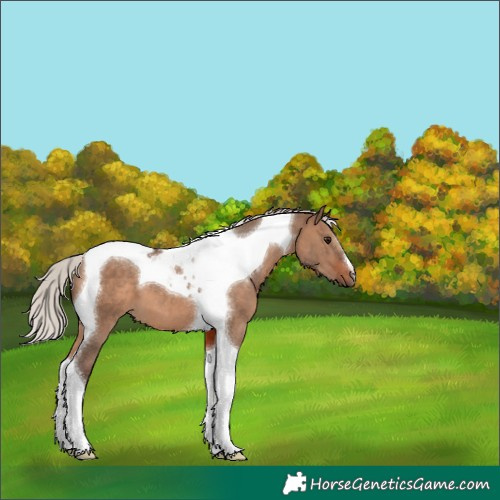 Horse Color:Silver Brown Dun Tobiano 