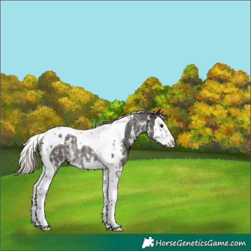 Horse Color:Liver Chestnut Sabino Splash Tobiano Rabicano 