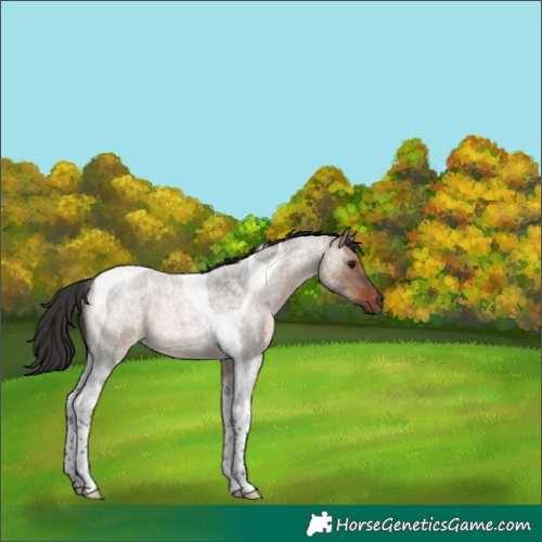 Horse Color:Brown Roan Dun Tobiano Rabicano 