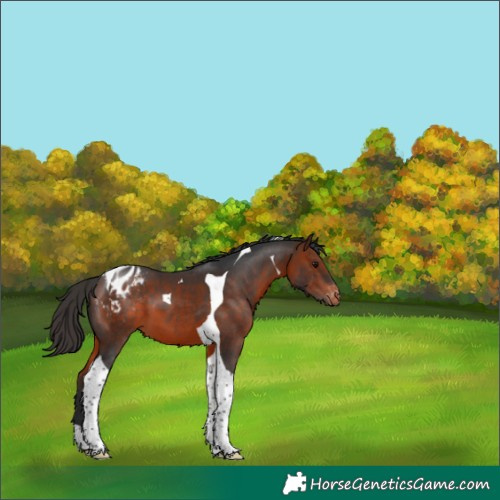 Horse Color:Bay Tobiano Appaloosa 