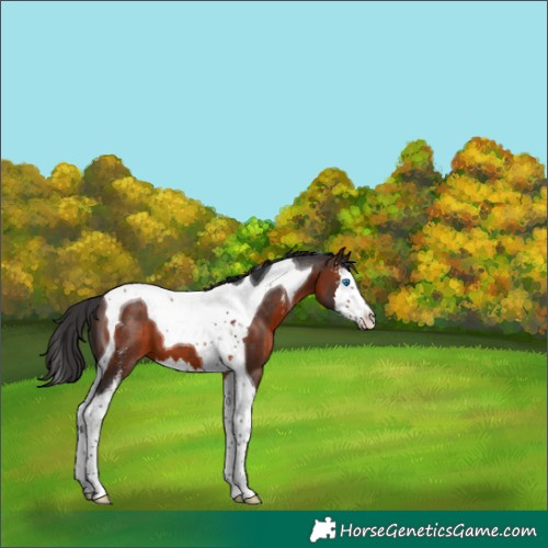 Horse Color:Brown Sabino Splash Tobiano 