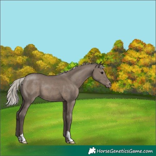 Horse Color:Silver Grullo Appaloosa 