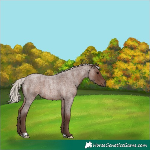 Horse Color:Silver Blue Roan 