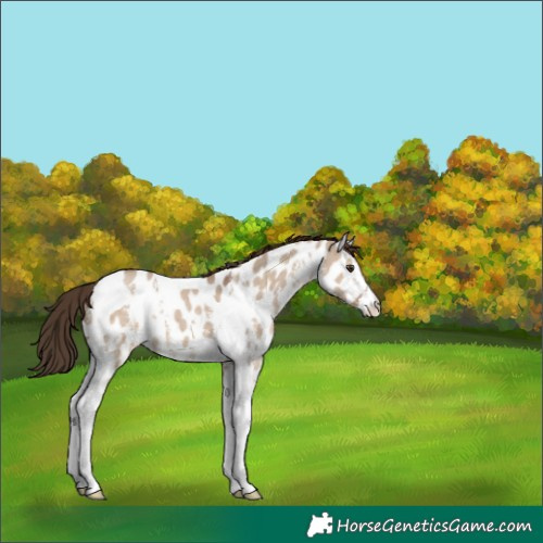 Horse Color:Liver Red Dun Sabino Tobiano Near Leopard 