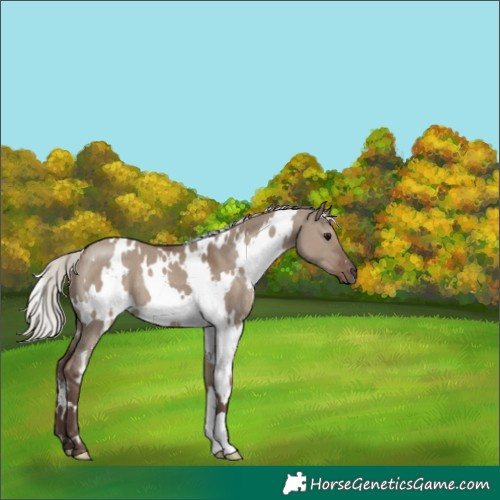 Horse Color:White Spotted Silver Grullo 