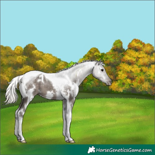 Horse Color:White Spotted Silver Black Tobiano 