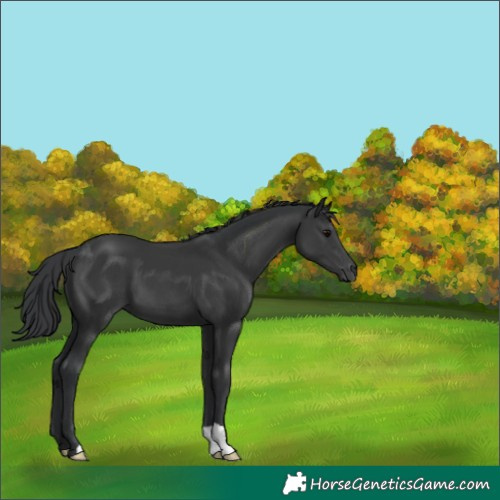 Horse Color:Black 