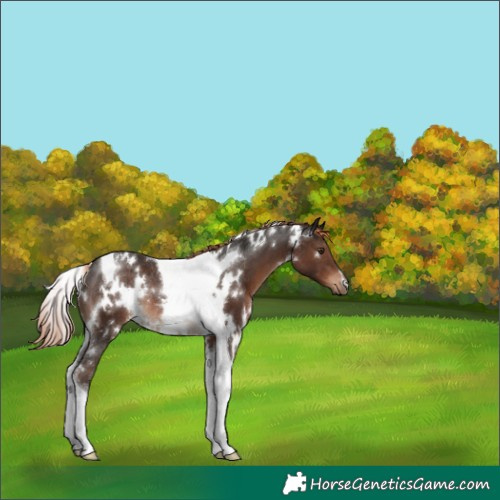 Horse Color:White Spotted Liver Chestnut Tobiano Rabicano 