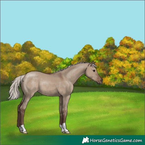 Horse Color:Silver Grullo 
