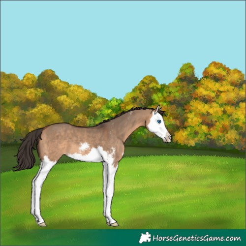 Horse Color:Bay Dun Sabino Splash 