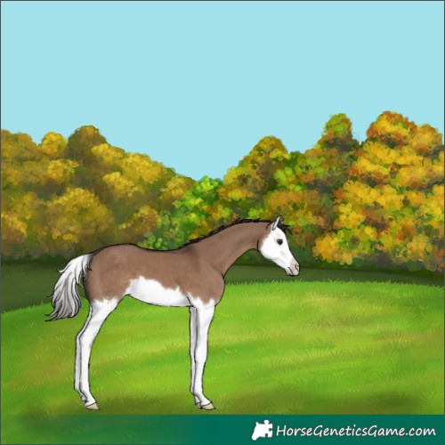 Horse Color:Liver Red Dun Splash 