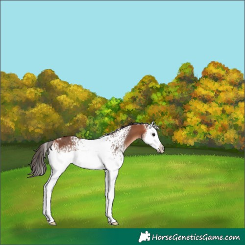 Horse Color:White Spotted Bay Splash 