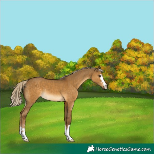 Horse Color:Chocolate Palomino Dun 