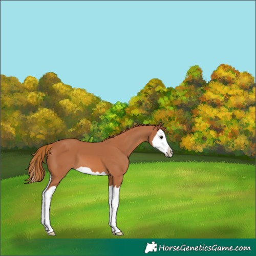 Horse Color:Chestnut Splash 